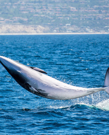 A marine mammal launches itself out of the water in the Pacific Ocean.