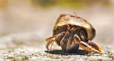 A Hermit Crab crawls across the beach.