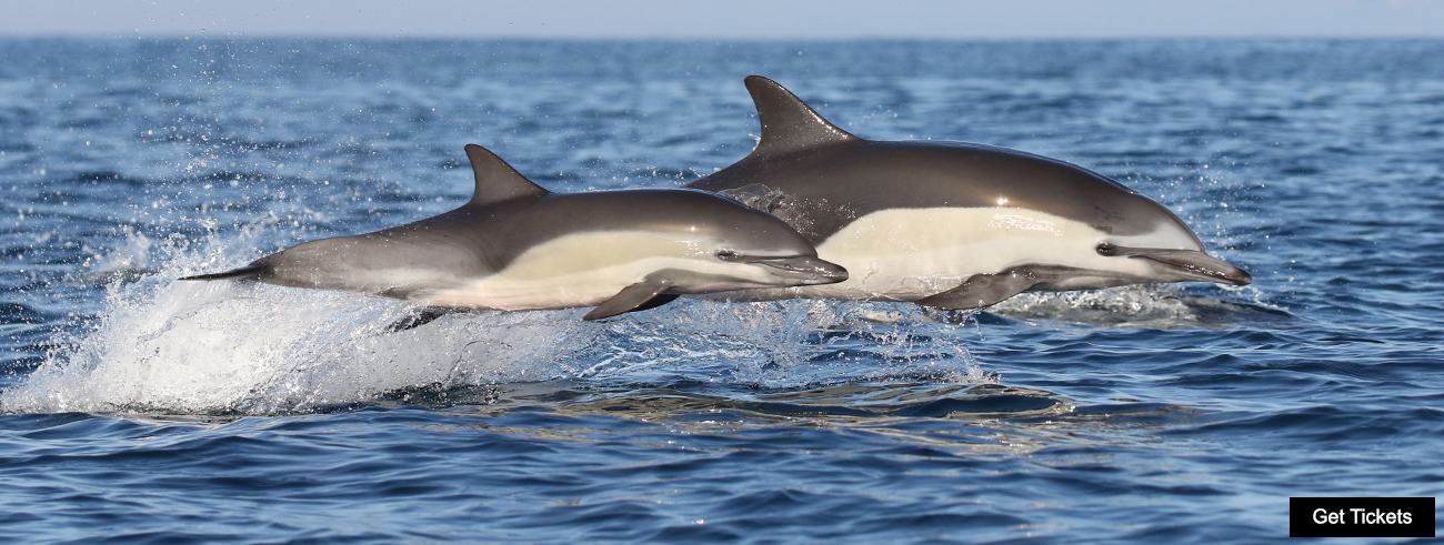 Common dolphins splash in and out of the ocean of Southern California.