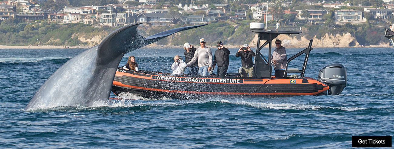 A group of whale watchers spots a blue whale while on a daytime boating excursion.