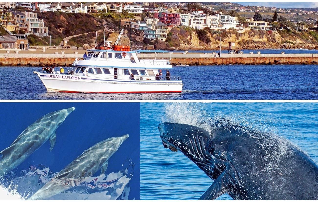 Whale Watch San Diego