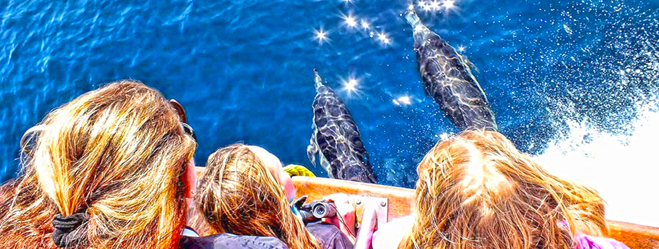 A family watches a pod of dolphins bowriding under the boat while on a whale watching trip in Newport Beach.