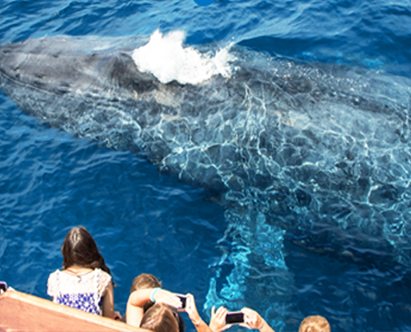 A group of people, children and adults, watch and snap photographs of a large humpback whale swimming underwater.