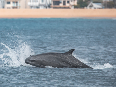 A False Killer Whale swims by the beach in Southern California.