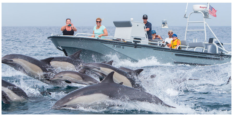 A pod of common dolphins swims along the front of a boat while whale watchers look on and take photos.