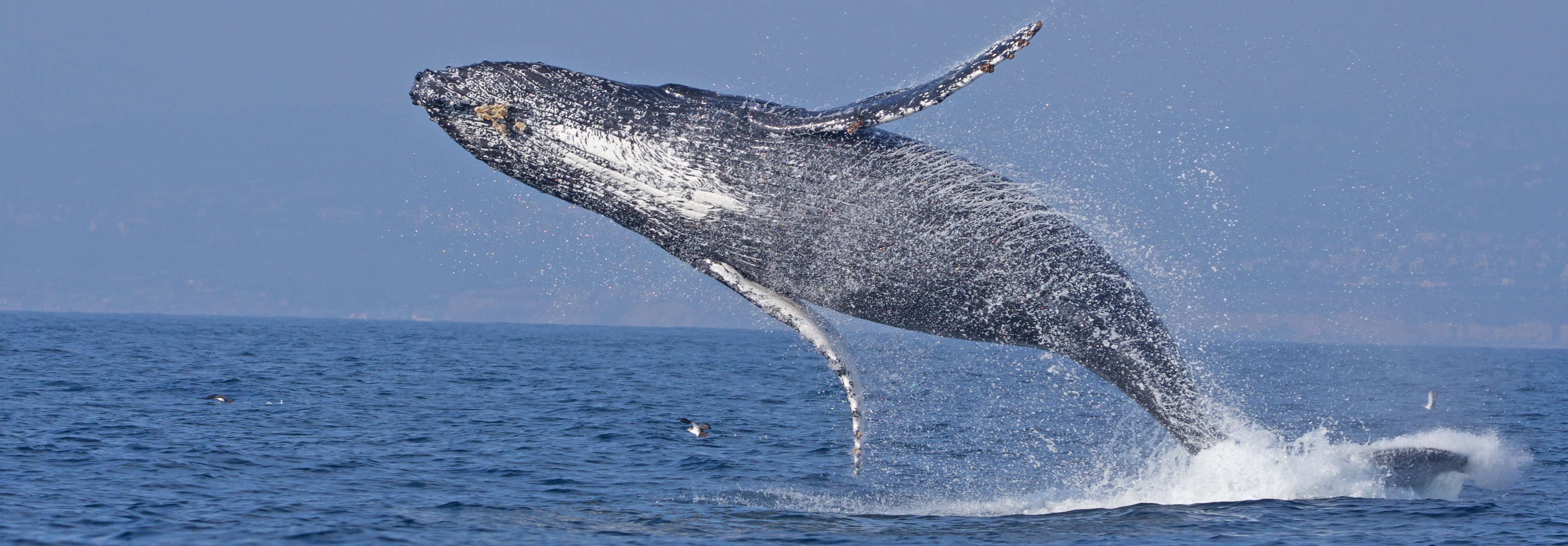 A large Humpback Whale completely leaps out of the water on a beautiful day in Southern California.