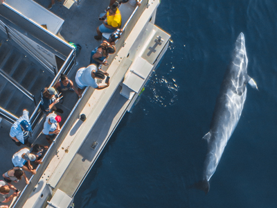 Aerial view of a Minke Whale swimming underwater next to a Newport Landing whale watching tour and people taking photographs.