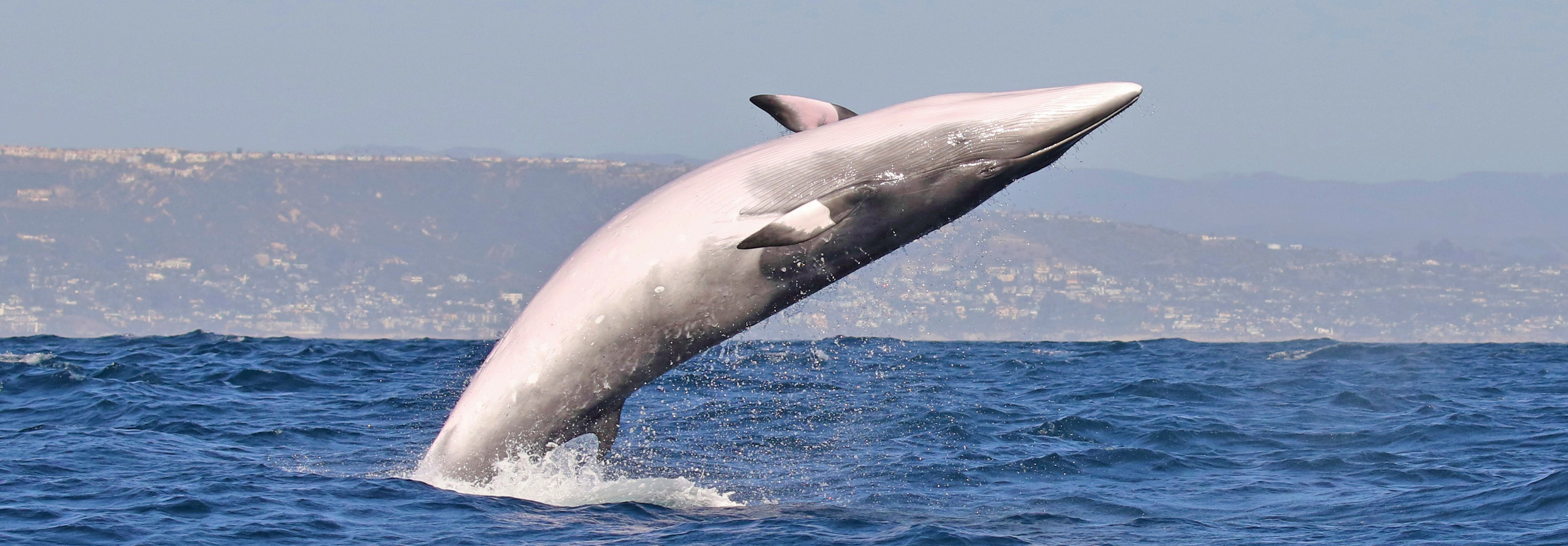 A Minke whale jumps into the air along the coast of Newport Beach.