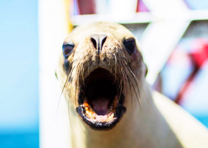 A California sea lion looks directly into the camera and makes a playful face.