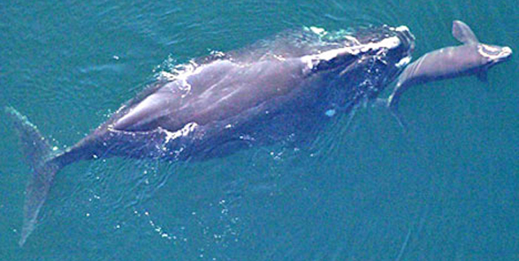 A baby calf and a Right Whale parent swim together near Southern California.