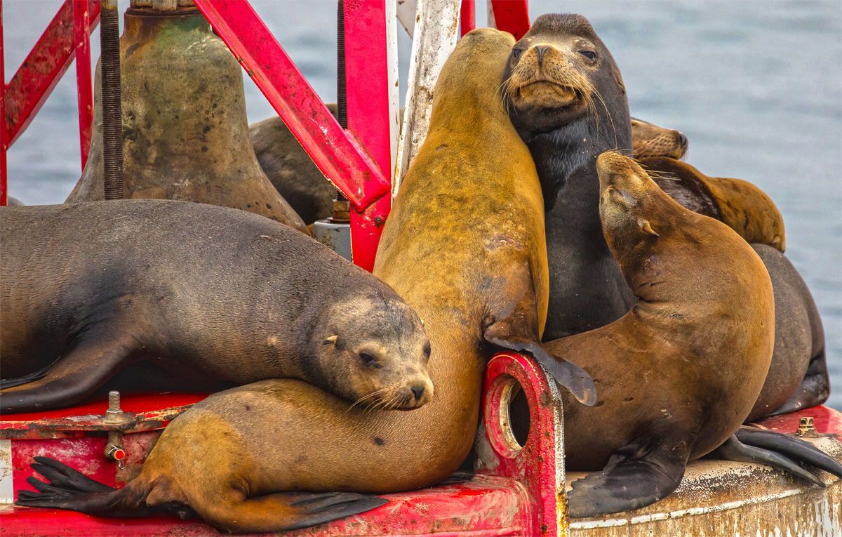 A group of sea lions rest together on top of a buoy in the Pacific Ocean on a cloudy day.